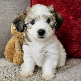 Coton de Tulear Puppies from Buttercup Cotons of Texas