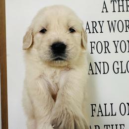 Cash - Light golden male Golden Retriever puppy in Oconto, Wisconsin from Abbie's Golden Retrievers