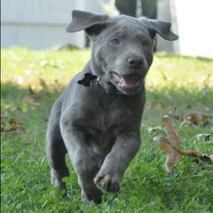 Dilute Retrievers and Labrador Retrievers from Blue Ridge Labs