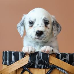 Green - White and black male Dalmatian puppy in Cottage Grove, Oregon from Hidden Hills Dalmatians
