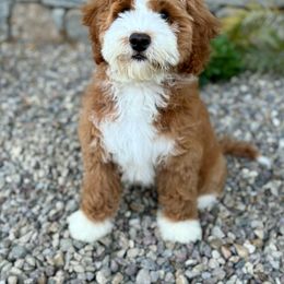 Zoe - Bernedoodle