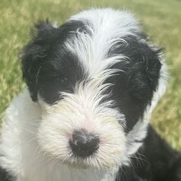 Boy 3 - male Sheepadoodle puppy in Howell, Michigan from Animal Crackers