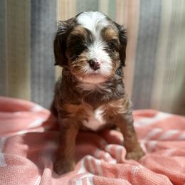 Parvati - Merle female Bernedoodle puppy in Gilbert, Arizona from Safe Havynn Doodles