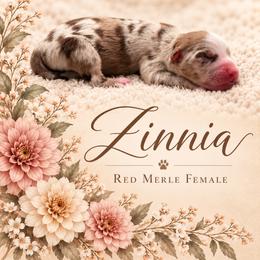 Zinnia - Red merle female Miniature Australian Shepherd puppy in Cave Creek, Arizona from Arizona Aussies