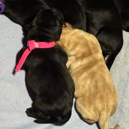 No collar - Yellow female Labrador Retriever puppy in Malabar, Florida from Mythic Labradors, LLC