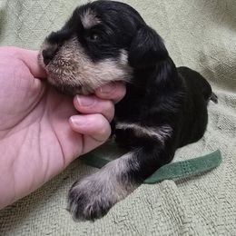 Holly - Black and silver female Miniature Schnauzer puppy in Riner, Virginia from Haven Hill Schnauzers