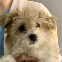 Molly - Havanese