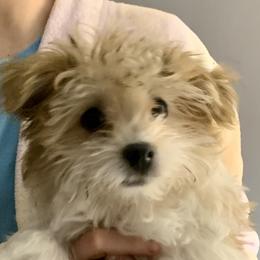 Molly - Havanese