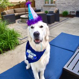 Golden Retriever All Grown Up from Liberty English Cream Golden Retrievers