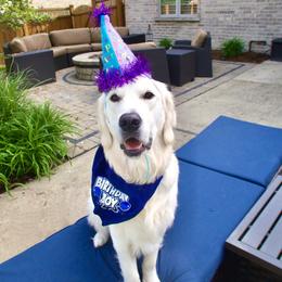 Golden Retriever All Grown Up from Liberty English Cream Golden Retrievers