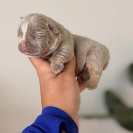 French Bulldog Puppies from Infinity French Bulldogs