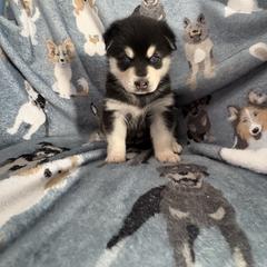 Boy 1 - Black and white male Alaskan Klee Kai puppy in Beverly Hills, Florida from Lucky Charm Klee Kai