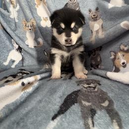 Boy 1 - Black and white male Alaskan Klee Kai puppy in Beverly Hills, Florida from Lucky Charm Klee Kai