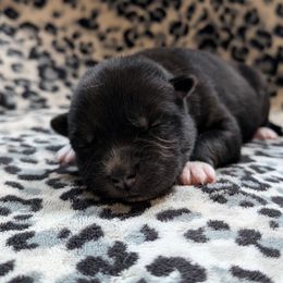 Toothless - Black and white Siberian Husky puppy in Lake Park, Minnesota from ThunderStruck Siberians