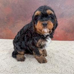 Rhode - Black and tan male Cavapoo puppy in Beresford, South Dakota from DAKOTA DOOD RANCH