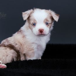 Australian Shepherd, Miniature American Shepherd, Miniature Australian Shepherd, and Toy Australian Shepherd Puppies from Painted Blue Aussies