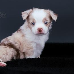 Australian Shepherd, Miniature American Shepherd, Miniature Australian Shepherd, and Toy Australian Shepherd Puppies from Painted Blue Aussies