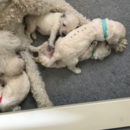 Poodle Puppies from Scotch Corner Standard Poodles