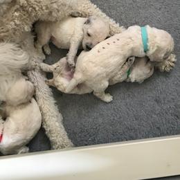 Poodle Puppies from Scotch Corner Standard Poodles