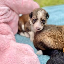 Aussiedoodle and Bordoodle Puppies from Dood B Ranch Doodles