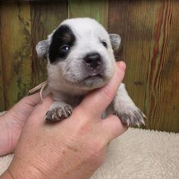 Orange Collar Female - Blue female Australian Cattle Dog puppy in Riverton, Utah from Rundown Ranch Cattle Dogs
