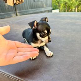 Tito's 2.0 - Black and tan male Chihuahua puppy in Alvord, Texas from Gift of Gods Favor