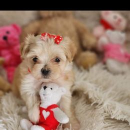 Maltese Puppies from My Precious pups