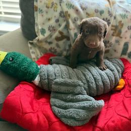 Orange Girl - Brown female Chesapeake Bay Retriever puppy in Riverview, Florida from Breezeswept Kennel