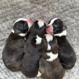 Boston Terrier Puppies from Lakeview Bostons