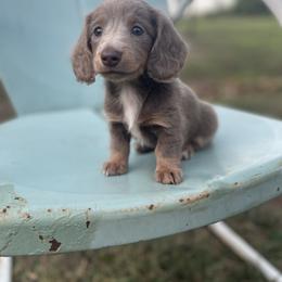 Dachshund Puppies from Vandruff Creek Mini Dachshunds