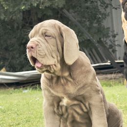 Matty - Tawny male Neapolitan Mastiff puppy in Canyon, Texas from Mastini Della Forte