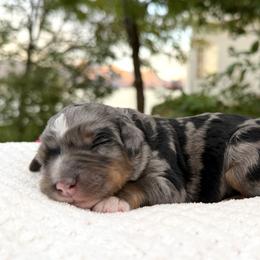 Girl 1 - female Bernedoodle puppy in Highland, Utah from Angel Pups Deluxe