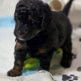 Ginger - Tri-color female Bernedoodle puppy in Massanutten, Virginia from Doting Doodles