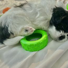 Shih Tzu Puppies from One Hit Wonder