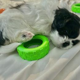 Shih Tzu Puppies from One Hit Wonder