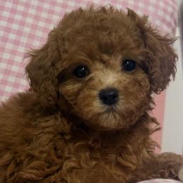 Niki - Poodle