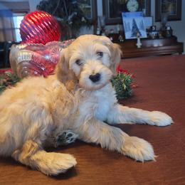 Polar - Parti male Goldendoodle puppy in Kenosha, Wisconsin from Madden Golden Doodles