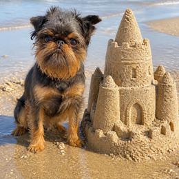 Brussels Griffon Puppies from Robin’s Griffons