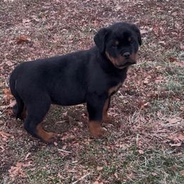 Blue boy - Black and tan male Rottweiler puppy in Industry, Illinois from KDKs Kennels