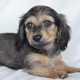 Dachshund Puppies from Dreamheart Dachshunds