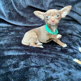 Cookie - Chocolate male Chihuahua puppy in Conway, Arkansas from Kings chichis