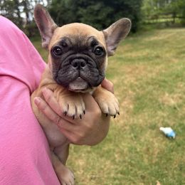 Black and Tan Coonhound and French Bulldog Puppies from Kalan Kennel