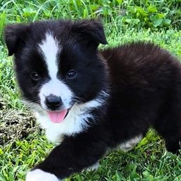 Miniature Australian Shepherds from Set Apart Farm