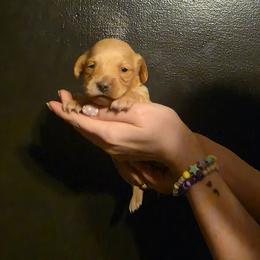 Cream Boy 1 - Cream male Dachshund puppy in Marietta, Ohio from Harlee's Dachshunds