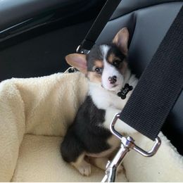 Pembroke Welsh Corgi Puppies from CB Corgis