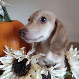 Bulldogs and Dachshunds from Baileys Precious Puppies