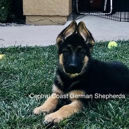 German Shepherd Puppies from Central Coast German Shepherds