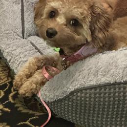 Cavapoo All Grown Up from Shawn's Cavapoos