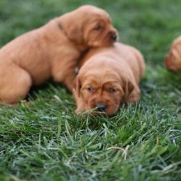 Kelly - Dark golden female Golden Retriever puppy in Payette, Idaho from Stonewick Retrievers