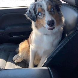 Australian Shepherd Puppies from Diamond Aussies N the Rough